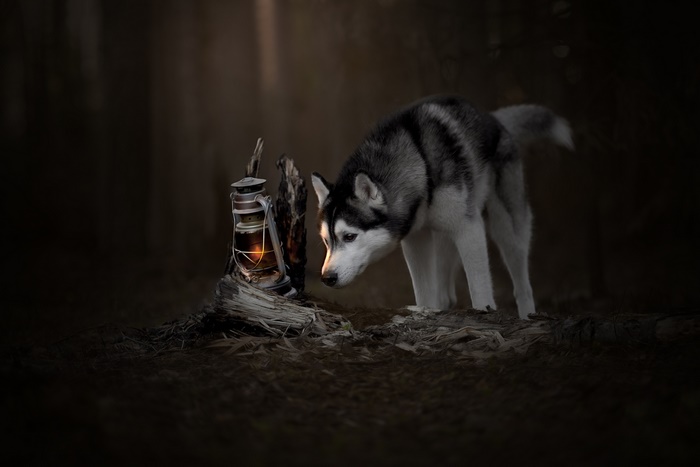 Husky dog sniffing a lantern in a dark forest