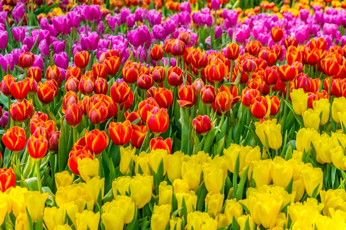 Field of Colorful Tulips in Bloom