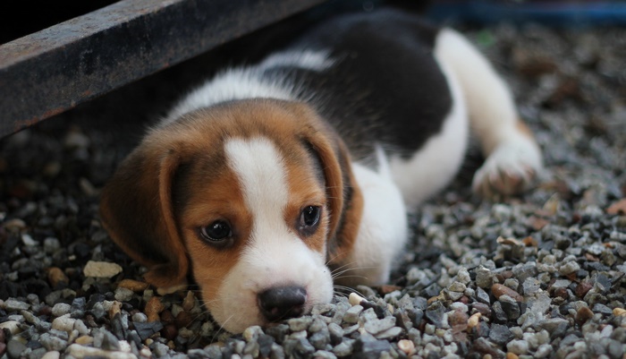Adorable Beagle Puppy Resting on Pebbles