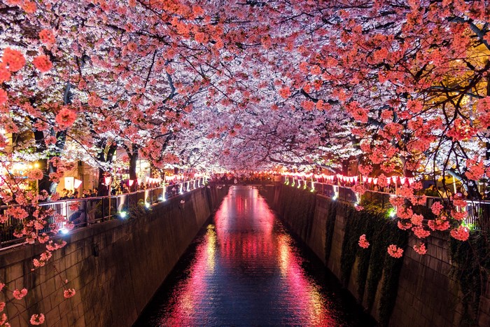 Cherry blossoms line a canal at night with lanterns
