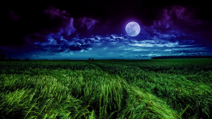 Moonlit grass field landscape 4K