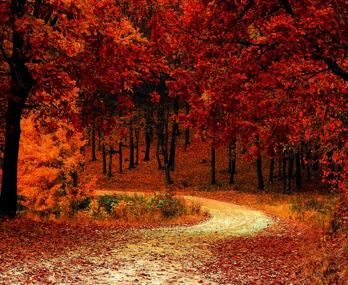 Autumn park with fall foliage and a winding path