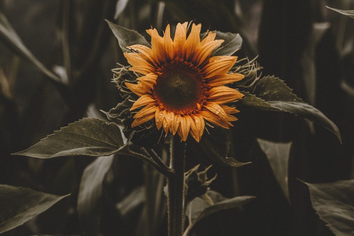 Close-up of a Moist Sunflower in Moody Light
