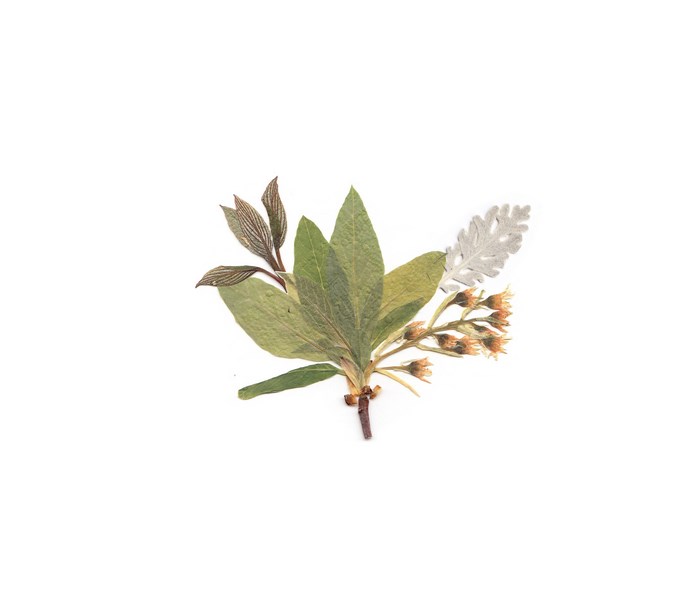 Pressed leaves and flowers on white background