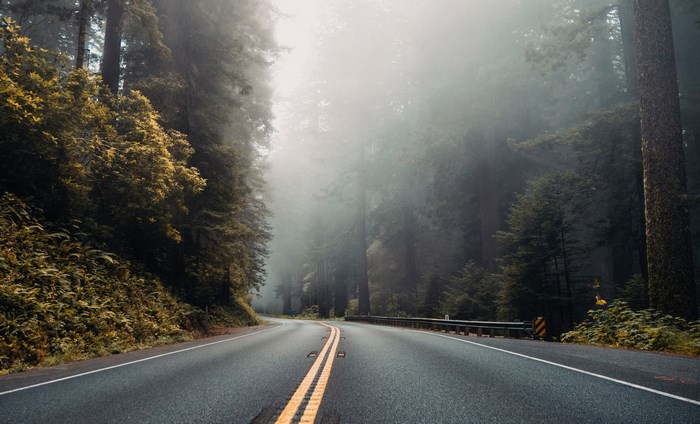 Foggy road through a redwood forest