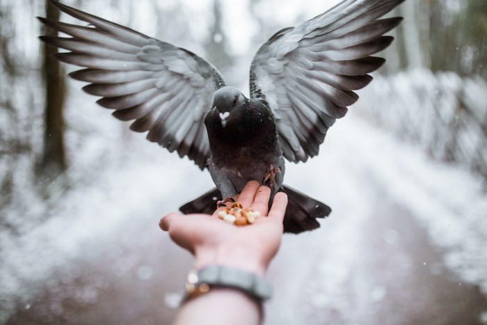 Pigeon eating nuts from a hand in winter