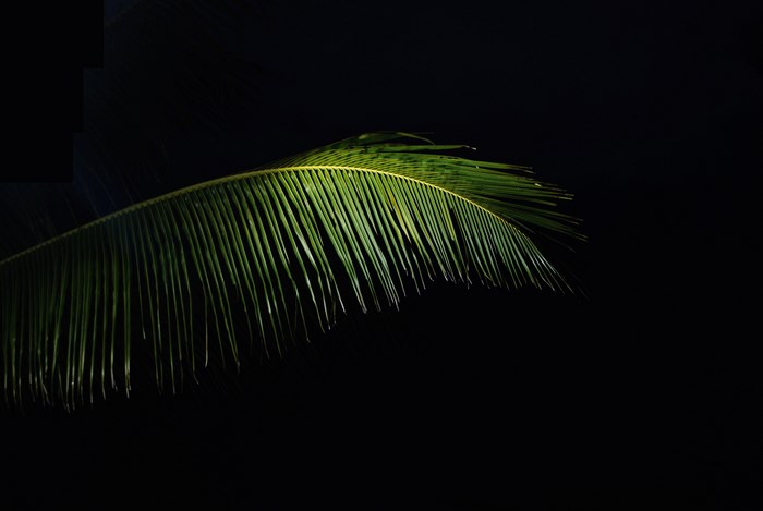 Green palm leaf against black background