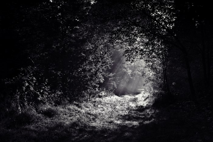 Sunlight filtering through trees onto a forest path
