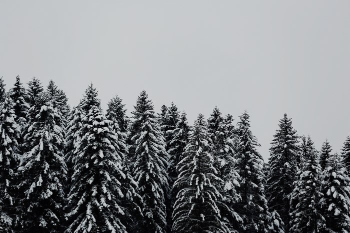 Monochrome forest of snow-covered pine trees