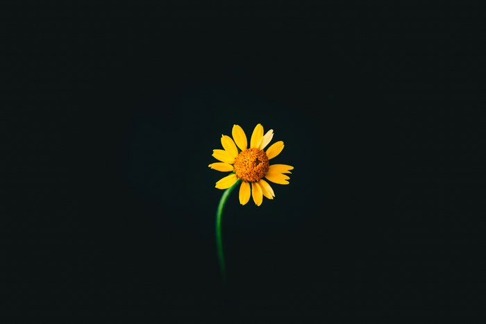 Yellow flower with orange center on black background