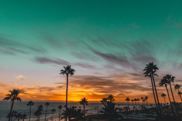 Palm trees silhouetted against a sunset over the ocean