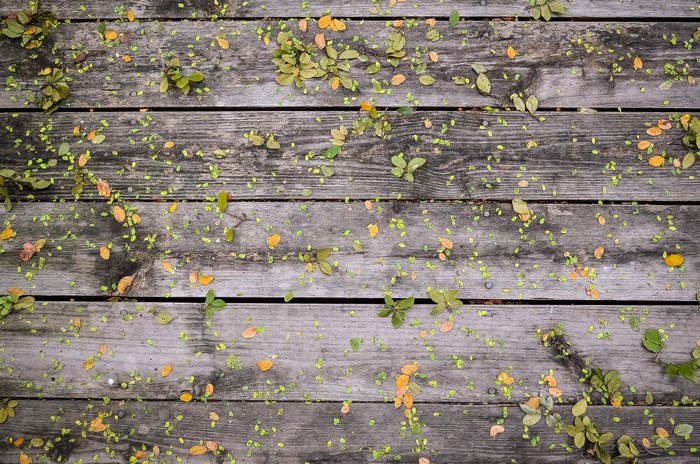 Fallen leaves scattered on a wooden deck