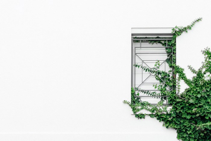 Ivy climbing on a white wall with a window and iron bars