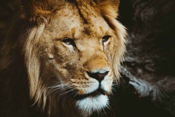 Close-up portrait of a male lion with a dark background