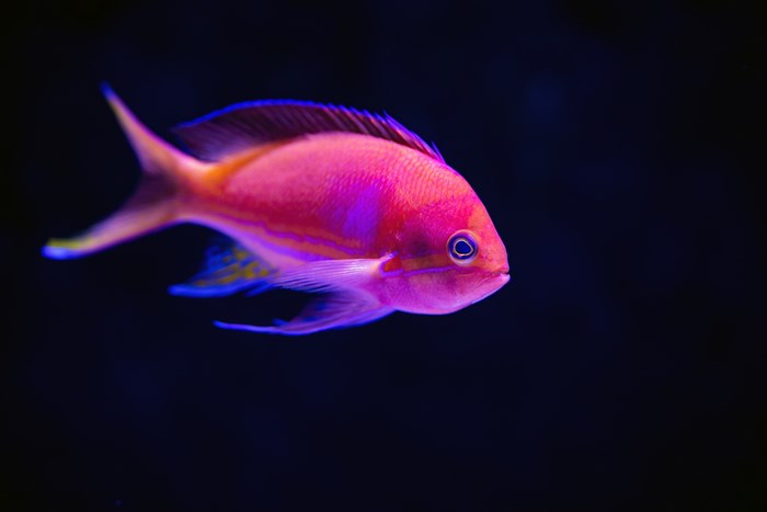 Pink and orange tropical fish underwater