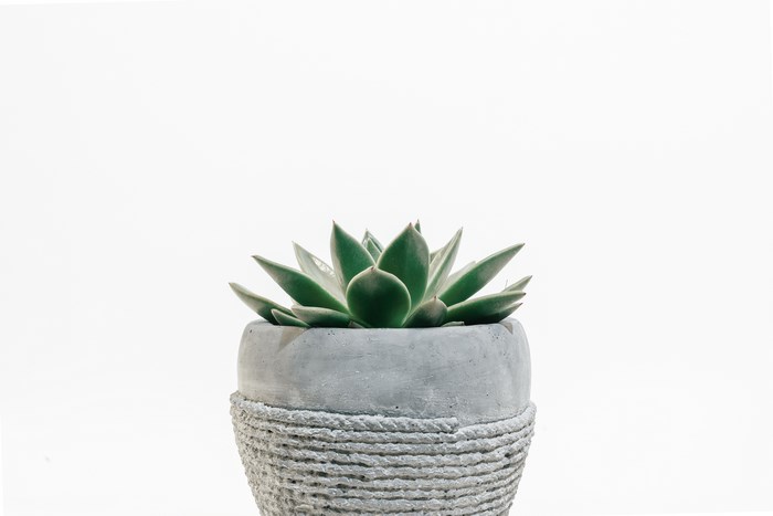 Green succulent in a concrete planter with rope detail