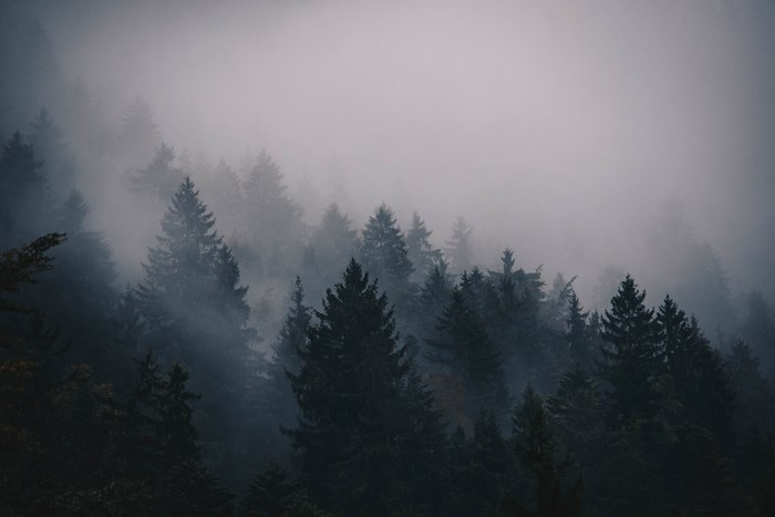 Misty forest with tall pine trees