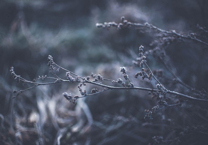 Frozen dry twigs with small buds in moody blue light