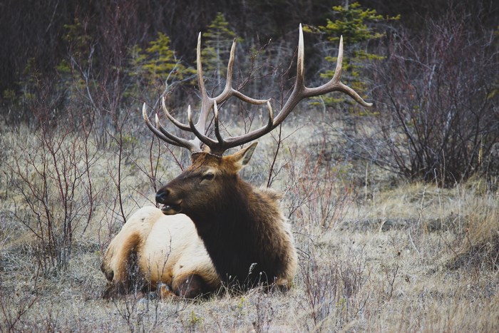 Elk with large antlers resting in a forest