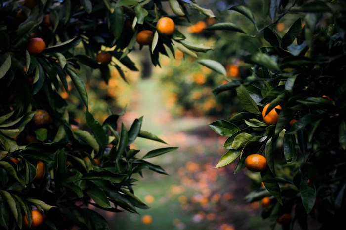 Orange trees with ripe fruit in an orchard