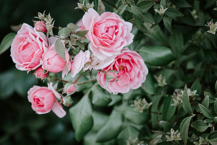 Pink roses and green leaves in a garden