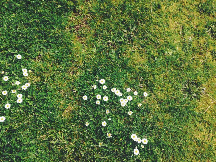 Green grass with white daisies