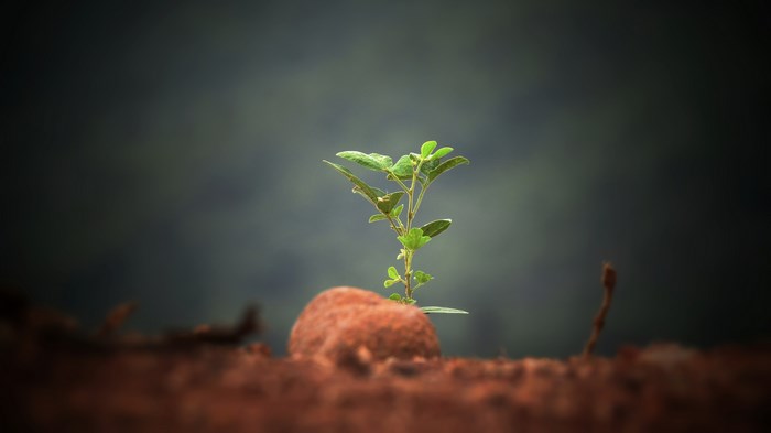 A small green sprout grows from the earth near a rock.