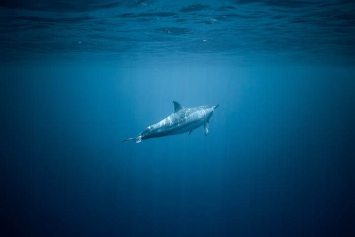 Dolphin swimming in the deep blue ocean