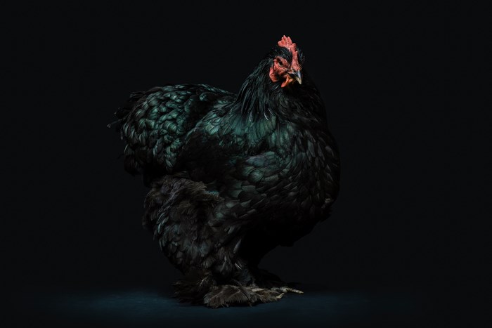 Black chicken with fluffy feathers