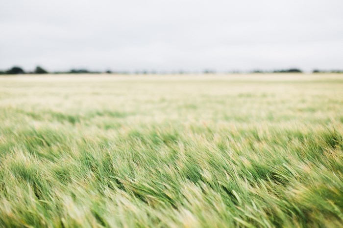 Field of green grass blowing in the wind