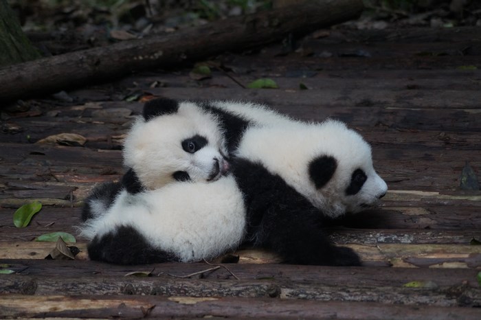 Two baby pandas cuddling on a wooden surface