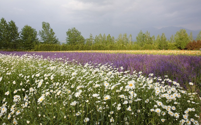 Field of white daisies and purple flowers with trees
