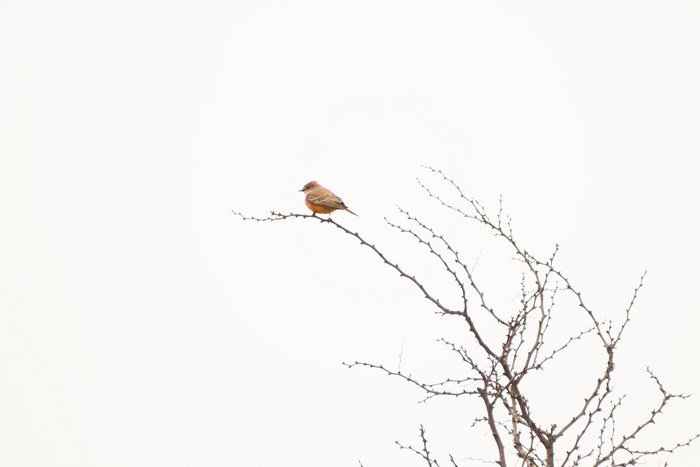 Minimalist bird perched on a bare tree branch