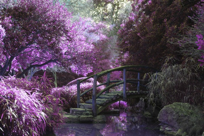 Purple garden with a wooden bridge over water