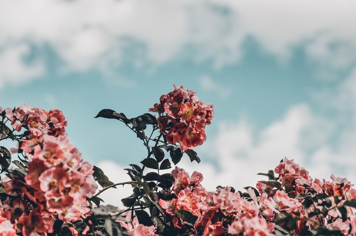 Pink roses against a blue sky with clouds