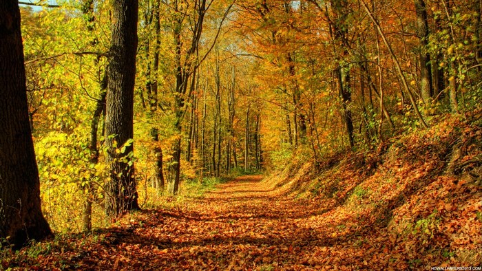 Autumn forest path covered in fallen leaves
