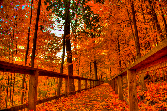 Wooden boardwalk through an autumn forest