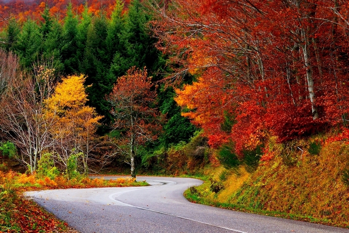 Winding road through autumn forest