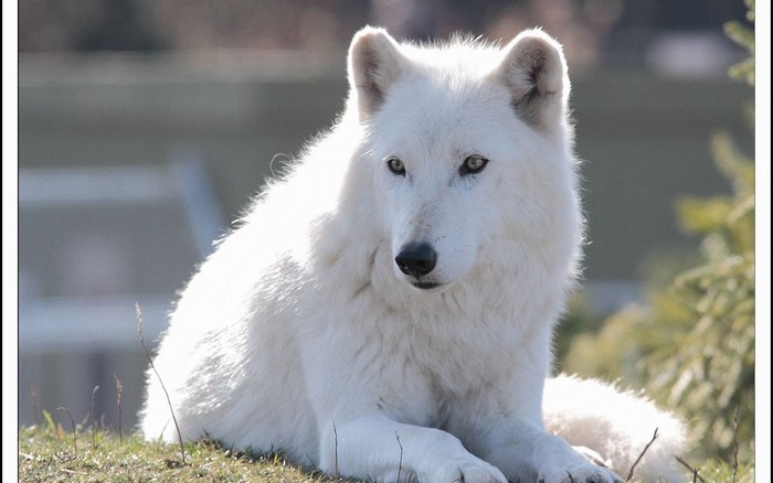 White wolf lying on grass