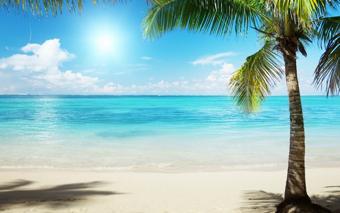 Tropical beach with palm tree and ocean