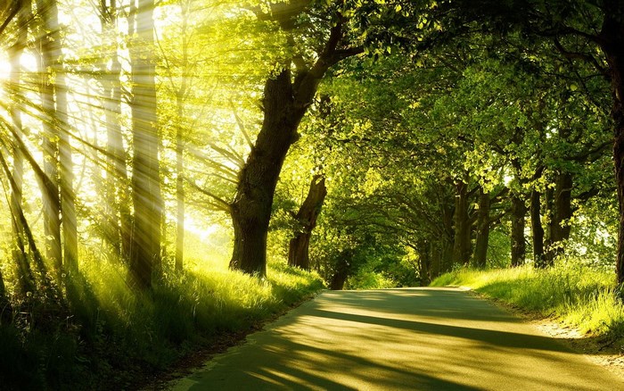 Sunlight filtering through trees onto a road