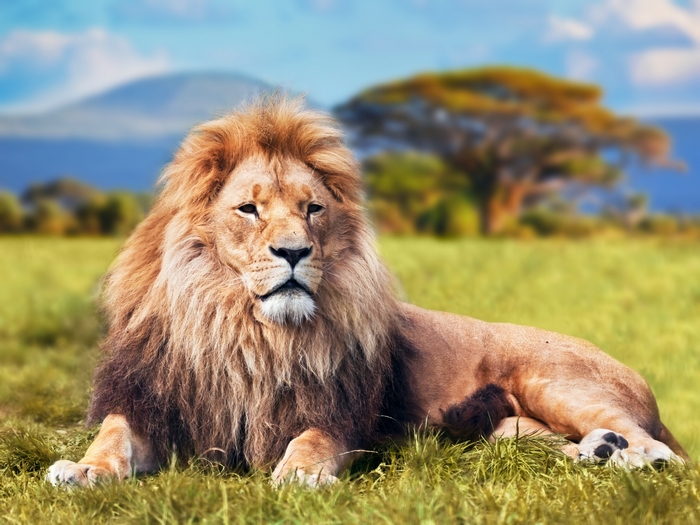 Majestic Lion Resting on Grassland