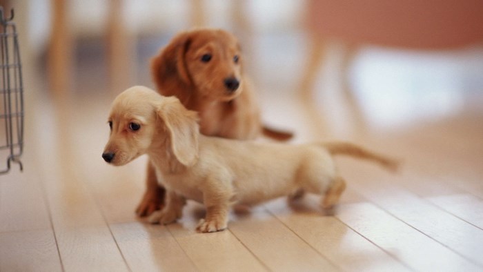 Two adorable dachshund puppies on a wooden floor