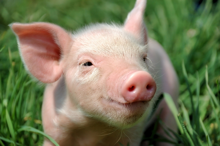 Close-up of a cute piglet in green grass