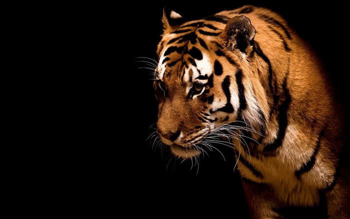 Tiger portrait with black background