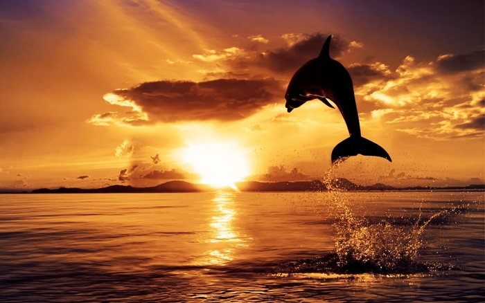 Dolphin jumping at sunset over the ocean