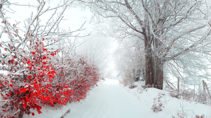 Snowy path with red bushes and frosted trees