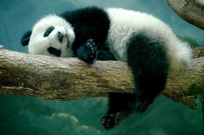 Panda sleeping on a tree branch
