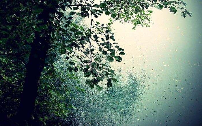 Rain falling on a lake with tree branches