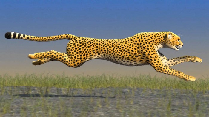 Cheetah Sprinting Across Grassland